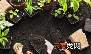 惠州立夏季节种什么菜 立夏季节惠州种什么菜