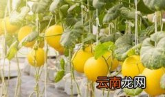 立夏还可以种甜瓜吗 立夏是否还可以种甜瓜