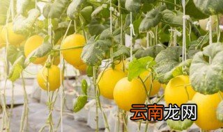 立夏还可以种甜瓜吗 立夏是否还可以种甜瓜