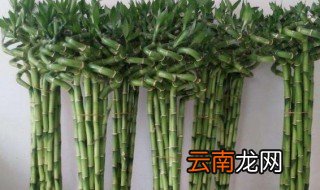 水养富贵竹一盆放几根 家中摆两盆水养富贵竹好不好
