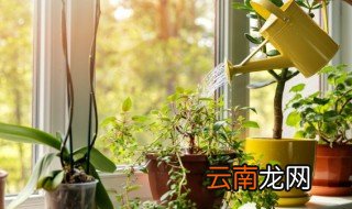 怎样自动给花盆浇水 如何给花卉自动浇水