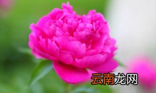 芍药花的花语是什么啊 芍药花的花语和象征什么