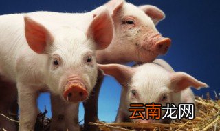 做猪饲料的玉米是什么玉米 玉米秸秆能做猪饲料吗