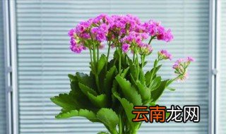 长寿花的浇水方法是什么 长寿花怎么浇水花怎么养好