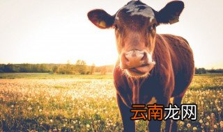怎样用干玉米秸秆喂牛 农村用干秸秆如何喂牛
