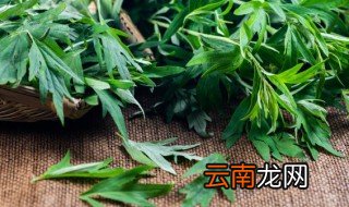 艾草放门口驱蚊子吗 门口种艾草可以驱蚊吗