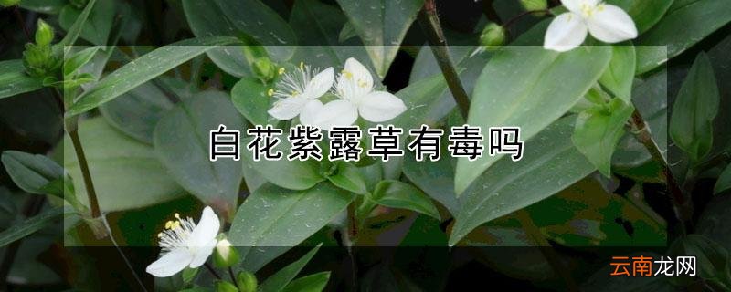 白花紫露草有毒吗