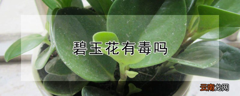 碧玉花有毒吗