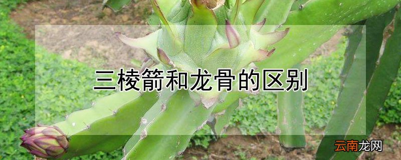 三棱箭和龙骨的区别