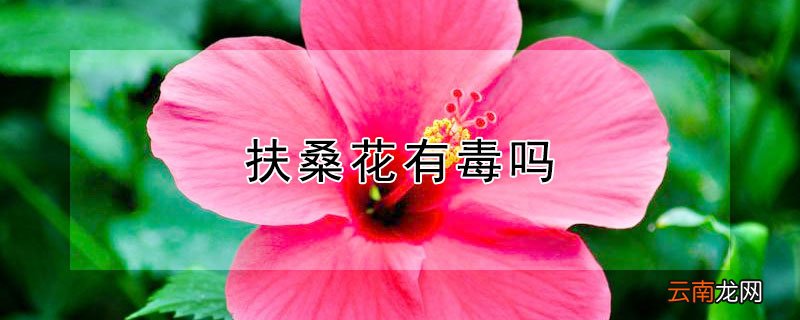 扶桑花有毒吗