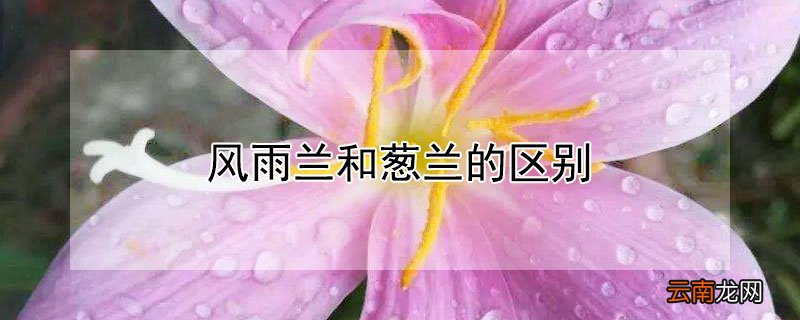 风雨兰和葱兰的区别