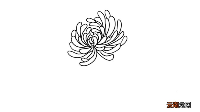 菊花简笔画 菊花的画法