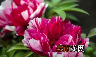 杜鹃花怎么这样难养 杜鹃花好养么贴吧