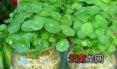 铜钱草怎样土培变水培 土培铜钱草改水培怎么养