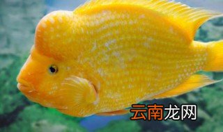 鹦鹉鱼怎么养鼓头，鹦鹉头鱼怎么养殖