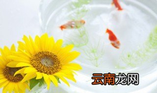 家养冷水鱼带供养鱼为什么死 冷开水养鱼鱼会死吗