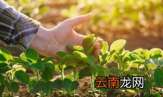 北京立夏节气种什么绿叶菜 适合立夏节气种的菜