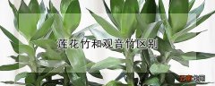 莲花竹和观音竹区别