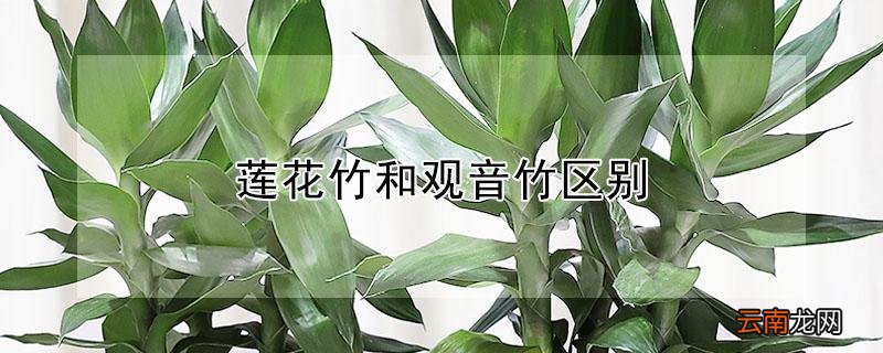 莲花竹和观音竹区别