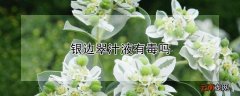 银边翠汁液有毒吗