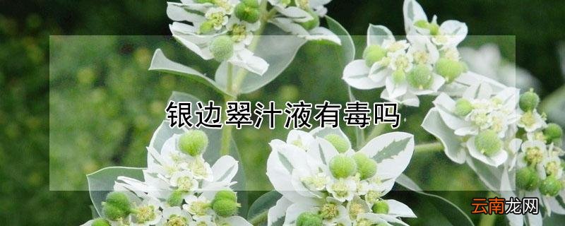 银边翠汁液有毒吗