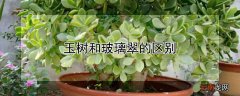 玉树和玻璃翠的区别