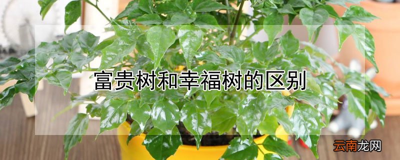 富贵树和幸福树的区别