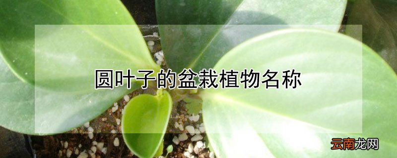 圆叶子的盆栽植物名称