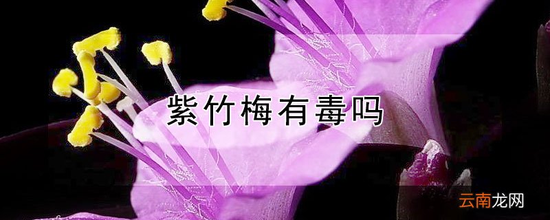 紫竹梅有毒吗