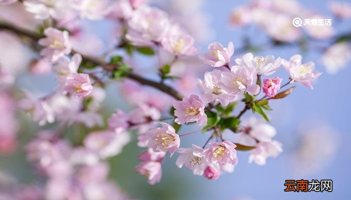 梅花书屋文言文翻译 梅花书屋的译文
