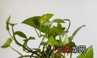 水培绿萝养鱼怎么换水 水培绿萝换水吗