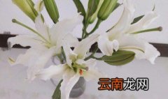 水养百合的养殖方法，水养百合的养殖方法和注意事项