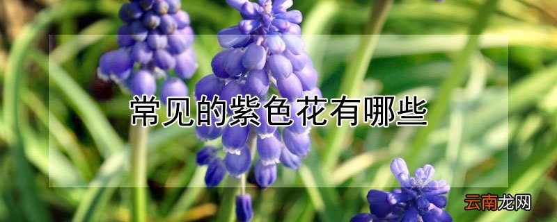 常见的紫色花有哪些