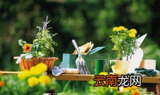立夏后可以种哪些花 立夏后可以种什么花