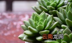 立夏多肉的种植方法 立夏多肉如何种植