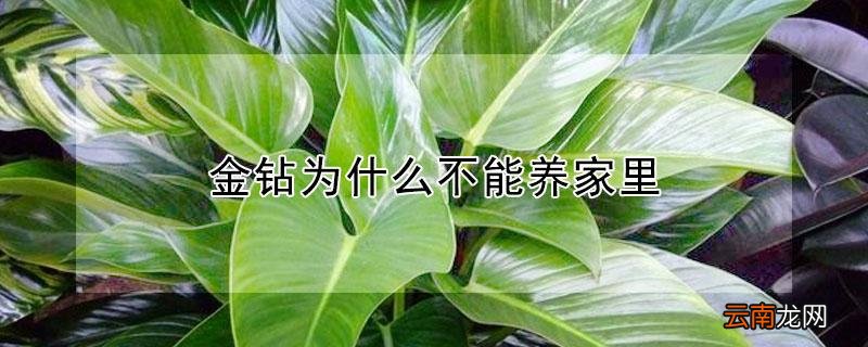 金钻为什么不能养家里