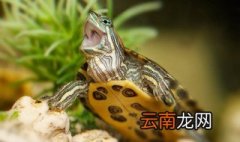 在家里怎么养甲鱼视频 在家里怎么养甲鱼