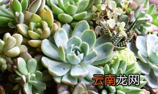 煤渣种多肉怎么处理 煤渣种多肉如何处理