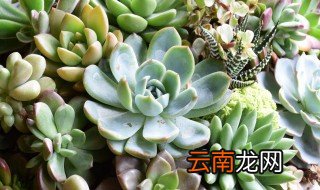 多肉怎么扦插 多肉如何扦插