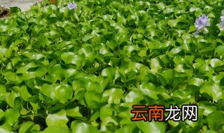 千叶草养殖方法 千叶草如何养殖