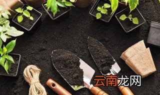 盆栽洋牡丹的养殖方法 盆栽洋牡丹如何养殖