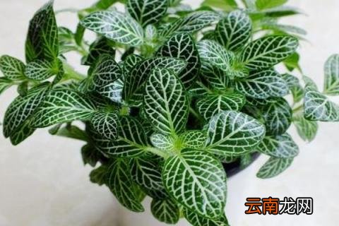 网纹草有毒吗