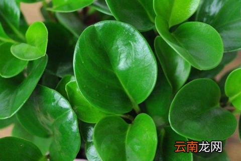 豆瓣绿可以放卧室吗