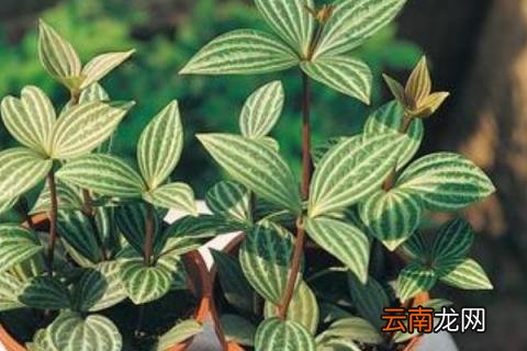 白脉椒草有害么
