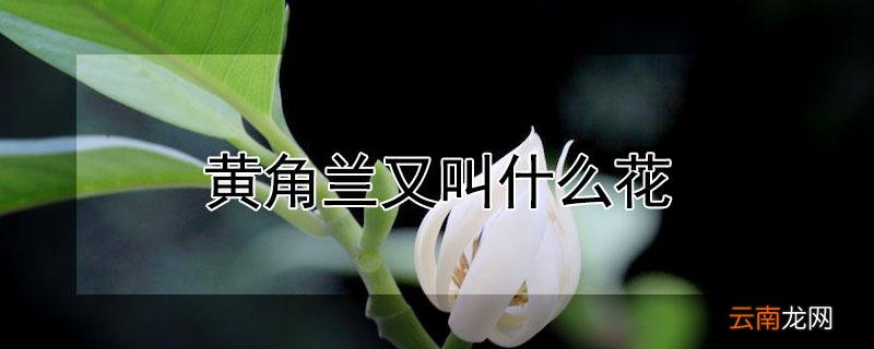 黄角兰又叫什么花
