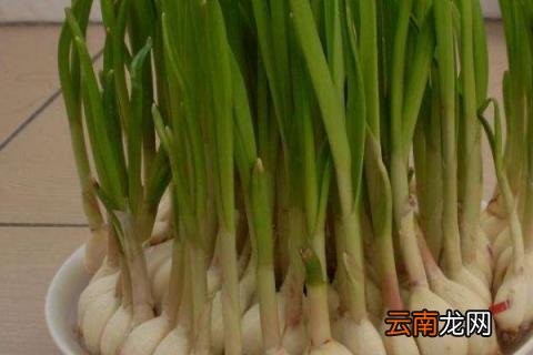 适合水培的蔬菜和水果