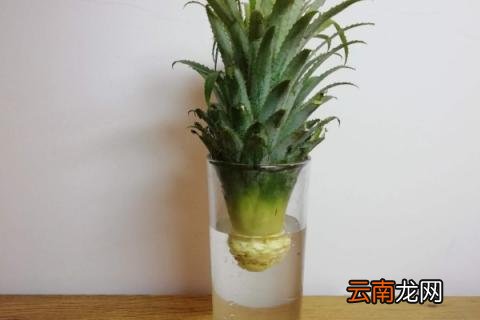 适合水培的蔬菜和水果
