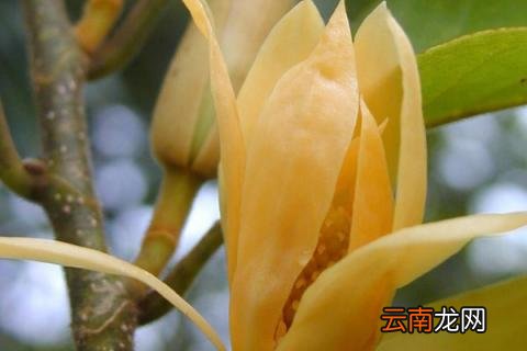 白兰和黄兰哪个更适合家养