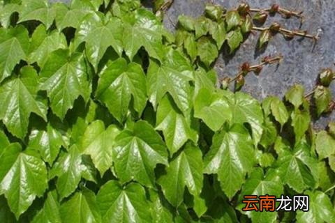 爬山虎种类