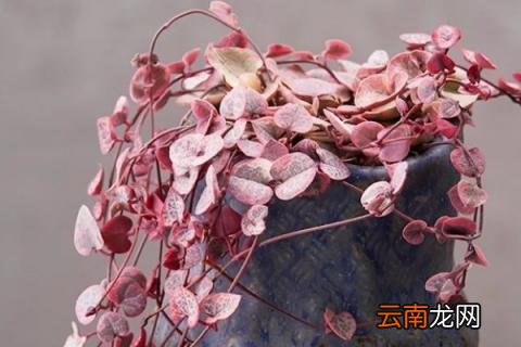 爱之蔓有什么毒性
